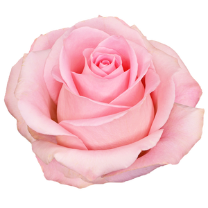 R Gr Luciano Pink 50cm CO