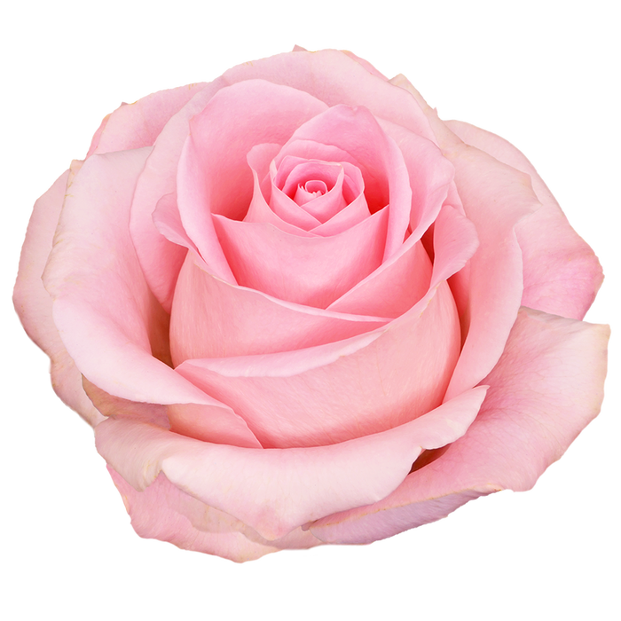 <h4>R Gr Luciano Pink 50cm CO</h4>