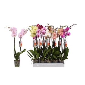 Phalaenopsis 7 color mix, 2-spike 18+