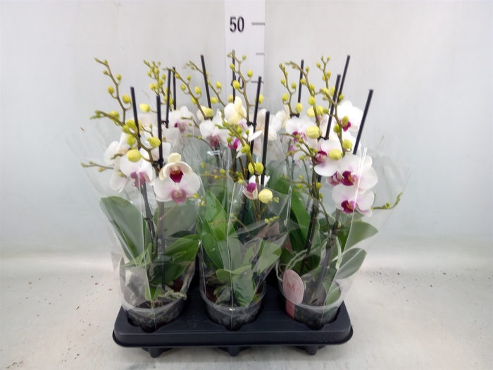 <h4>Phalaenopsis multi. 'FC Safe Haven'</h4>