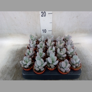 Pachyphytum oviferum