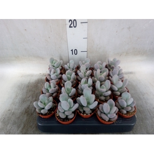 Pachyphytum oviferum