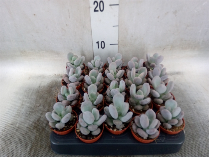 <h4>Pachyphytum oviferum</h4>