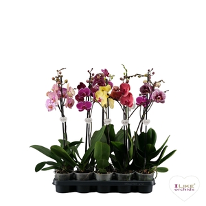 Phalaenopsis donkere mix - 1 tak 70cm 9+/vertakt