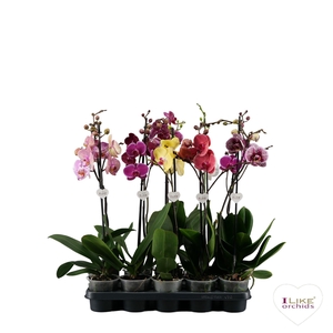 Phalaenopsis donkere I-Like mix - 1 tak 70cm 9+/vertakt