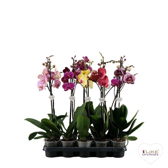 <h4>Phalaenopsis donkere I-Like mix - 1 tak 70cm 9+/vertakt</h4>