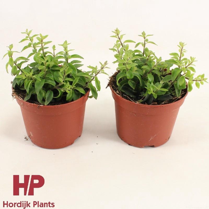 <h4>Aeschynanthus Twister</h4>