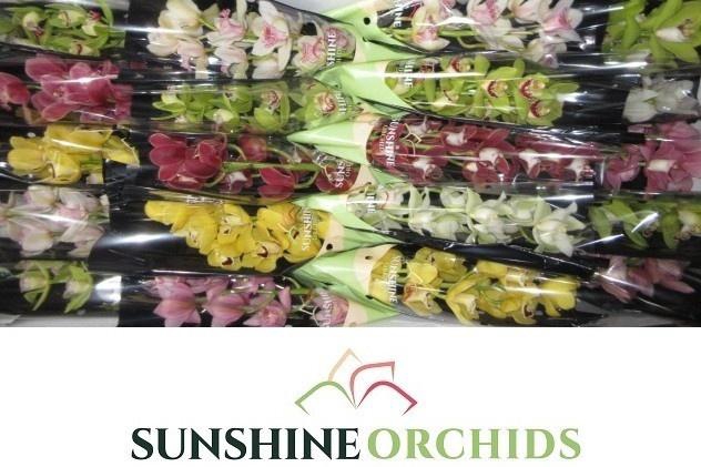 <h4>CYMB MI GEM</h4>