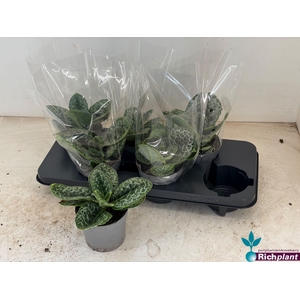 PRIMULI PRETTY TURTL