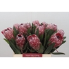 Protea Pink Ice