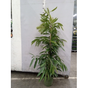 Ficus binn. 'Amstel King'