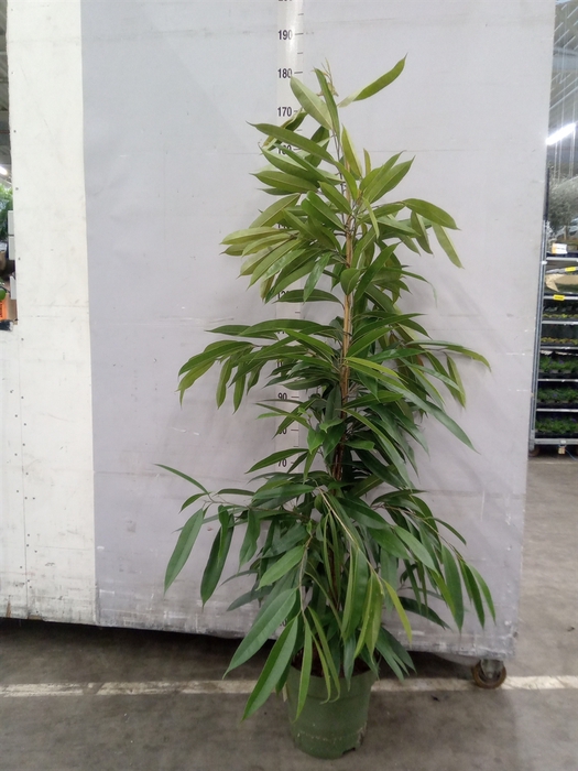 <h4>Ficus binn. 'Amstel King'</h4>