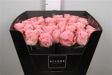 <h4>R Gr Sophia Loren</h4>