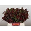 Leucadendron Saf Sunset Dark R.