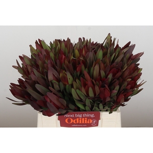 Leucadendron Saf Sunset Dark R.