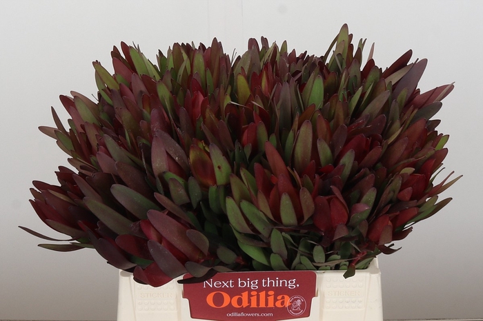 <h4>Leucadendron Saf Sunset Dark R.</h4>