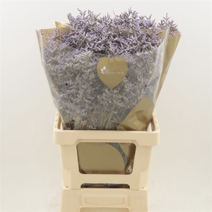 Limonium Safora Lilac