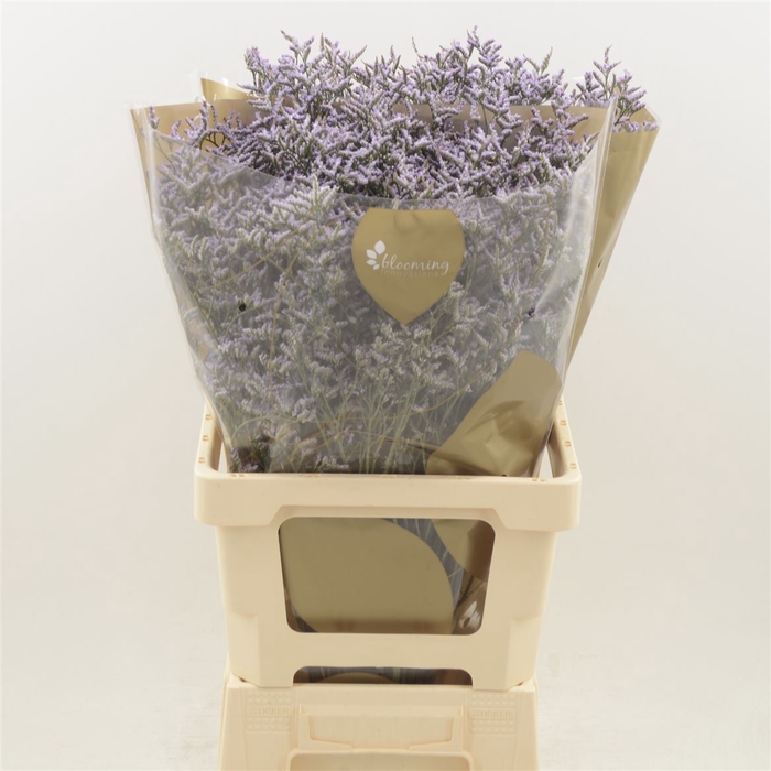 <h4>Limonium Safora Lilac</h4>