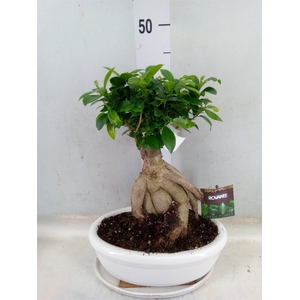 Ficus microcarpa 'Ginseng'