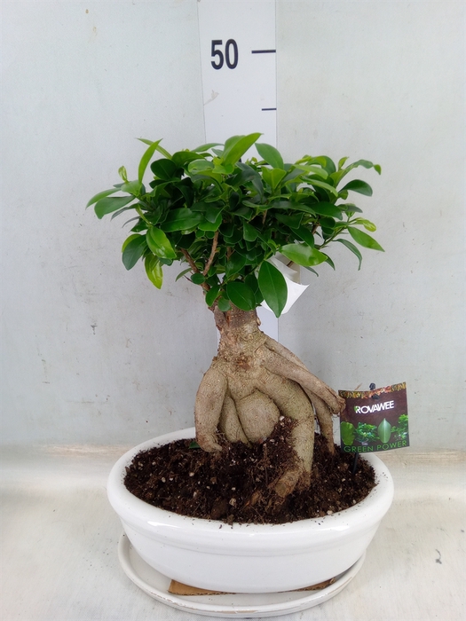 <h4>Ficus microcarpa 'Ginseng'</h4>