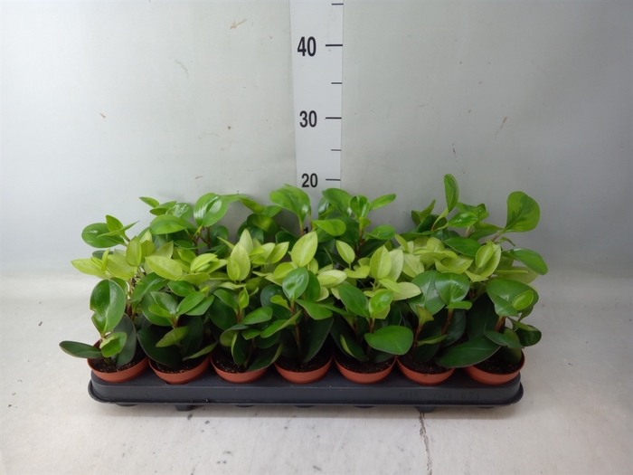 <h4>Peperomia   ...mix</h4>