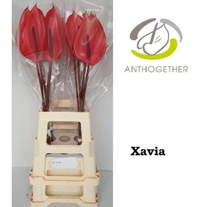 Anthurium andr. 'Xavia'