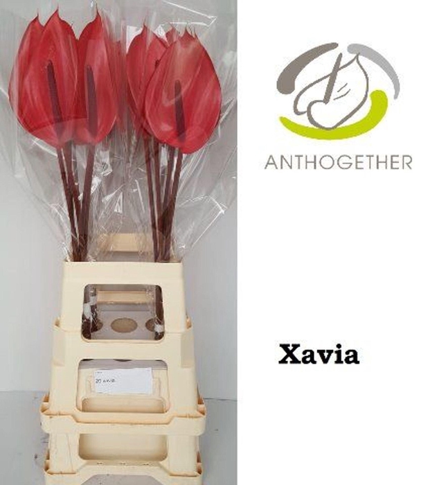 <h4>Anthurium andr. 'Xavia'</h4>