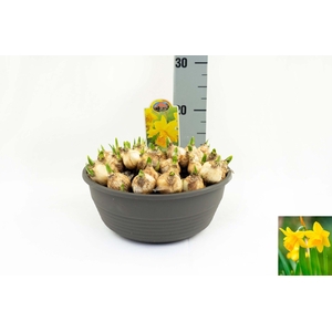 Narcissus Tete Boucle