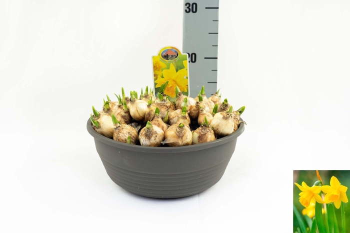 <h4>Narcissus Tete Boucle</h4>