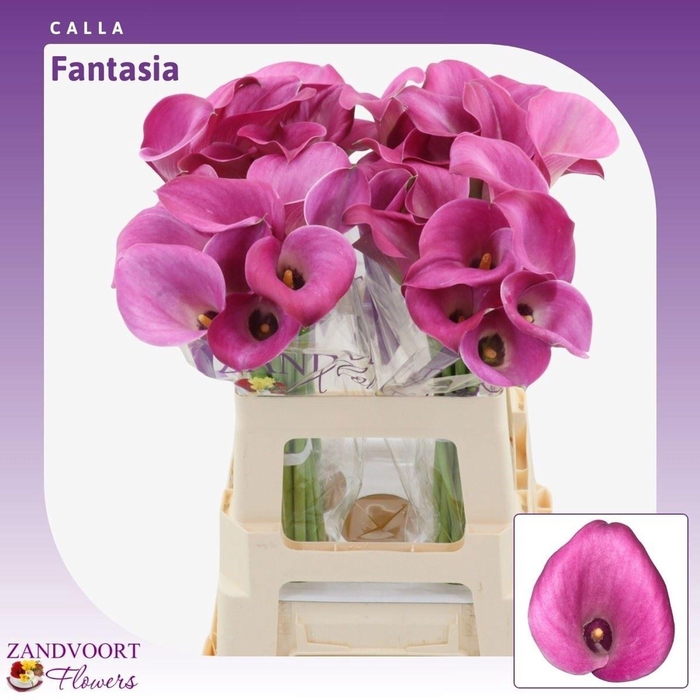 <h4>CALLA  'FANTASIA'</h4>