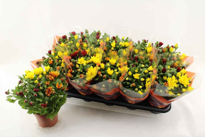 <h4>CHRYS GEM IN POT</h4>