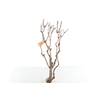 Syringa Branch Extra Le Tellier