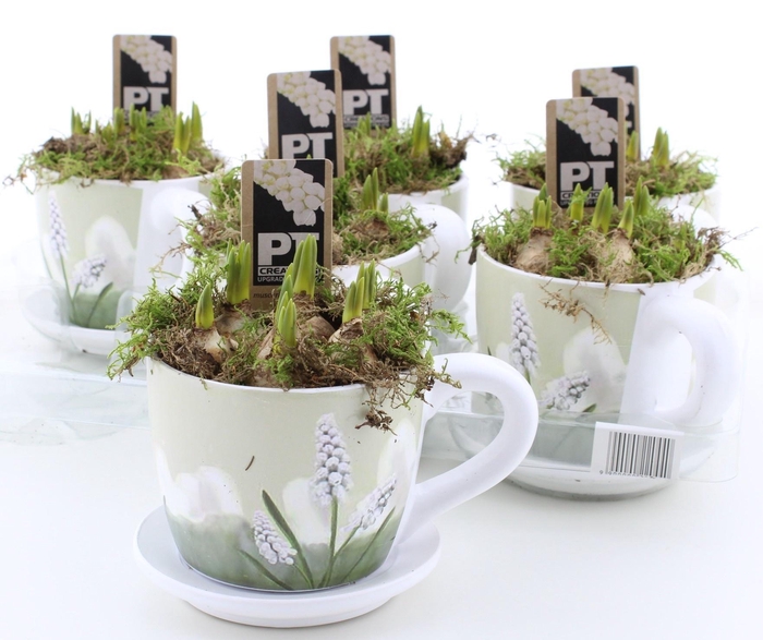 <h4>ARR MUSCARI</h4>