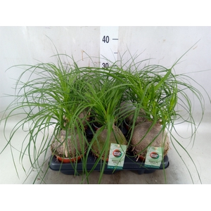 Beaucarnea recurvata