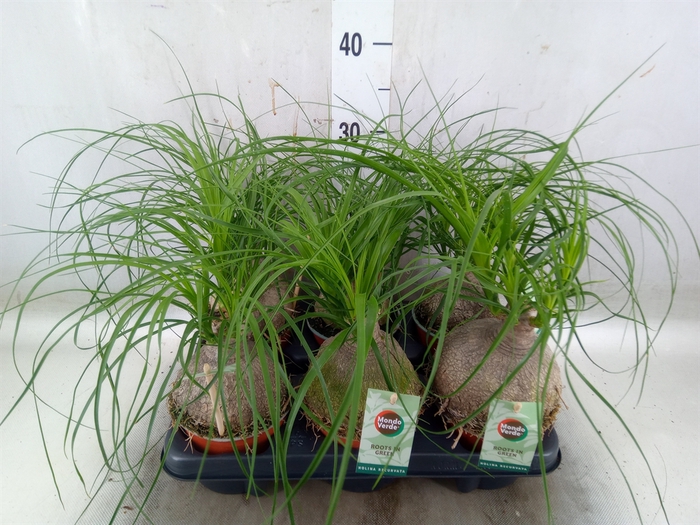 <h4>Beaucarnea recurvata</h4>