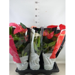 Anthurium   ...mix