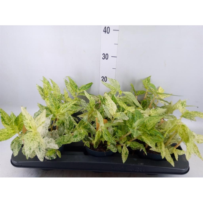 <h4>Pellionia repens 'Variegata'</h4>