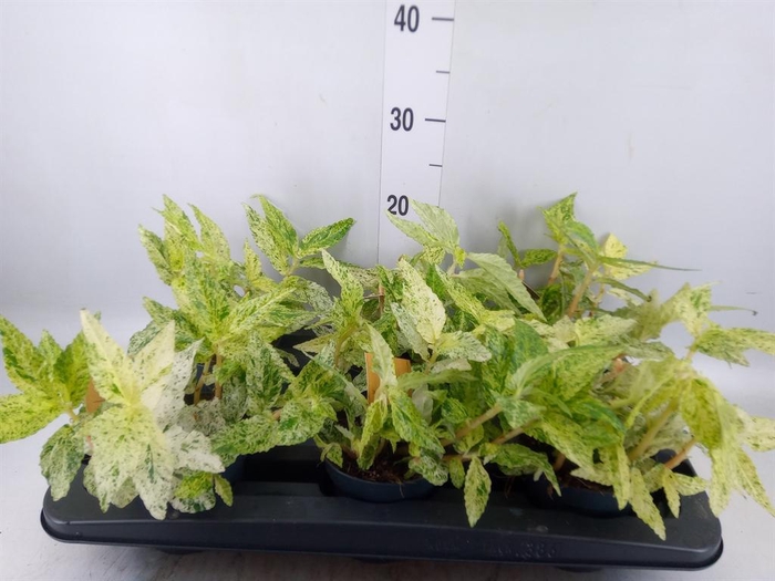 <h4>Pellionia repens 'Variegata'</h4>