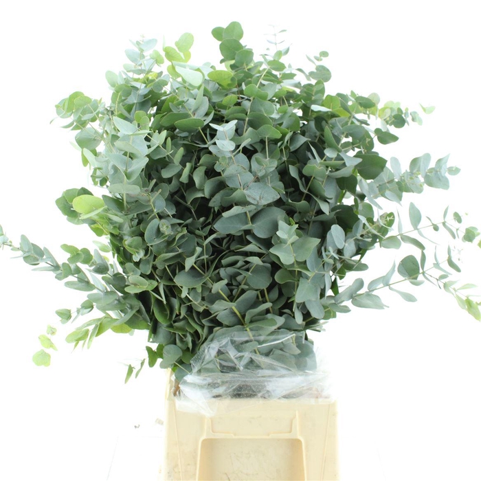 <h4>Euca Cinerea Long 400grams</h4>