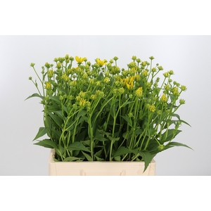 Rudbeckia Nitida