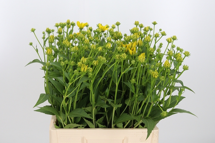<h4>Rudbeckia Nitida</h4>