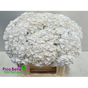 Hydrangea royal highness