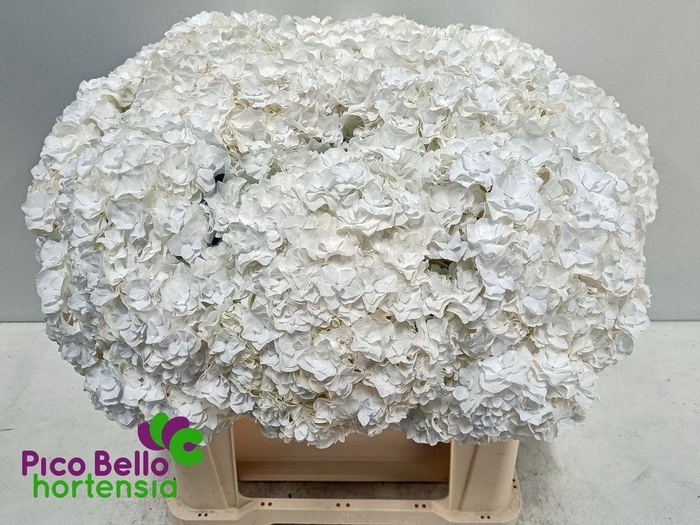 <h4>Hydrangea royal highness</h4>