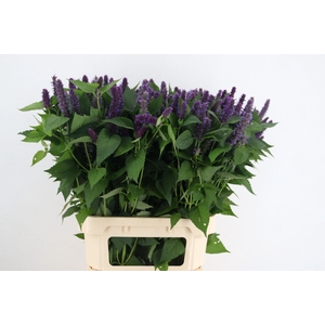 AGASTACHE OV