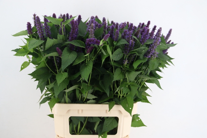 <h4>AGASTACHE OV</h4>