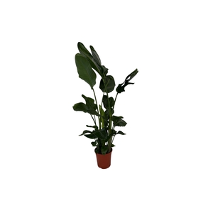 Strelitzia nicolai 3+ stek 150-170cm