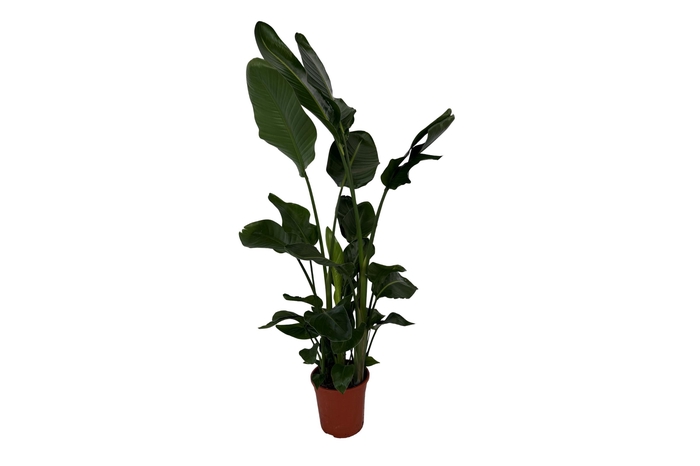 <h4>Strelitzia nicolai 3+ stek 140-160cm</h4>
