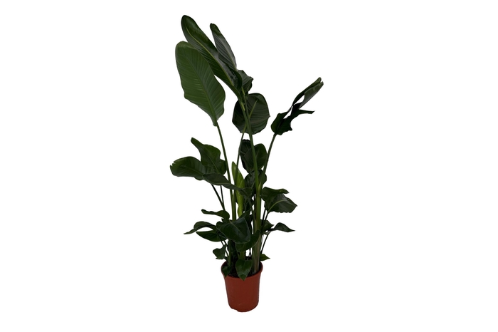<h4>Strelitzia nicolai 3+ stek 150-170cm</h4>