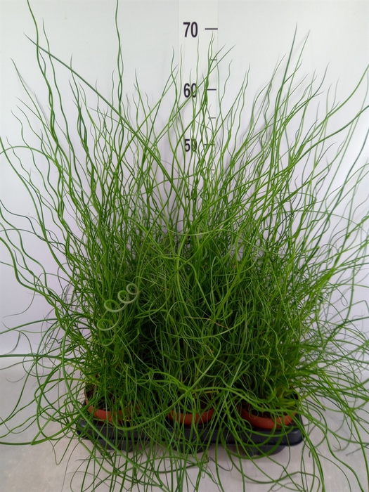 <h4>Juncus effusus 'Liebeslocken'</h4>