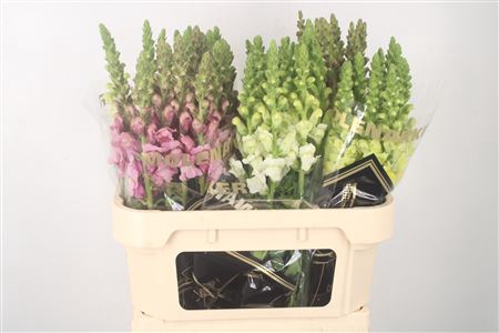 <h4>Antirrhinum Nl. Mixed In Bucket</h4>